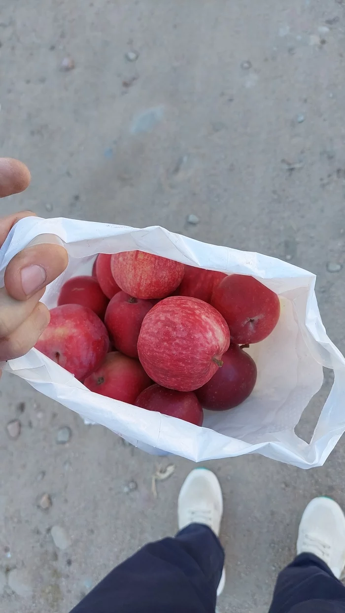 Everyday life of a tester - IT, Apples, The photo