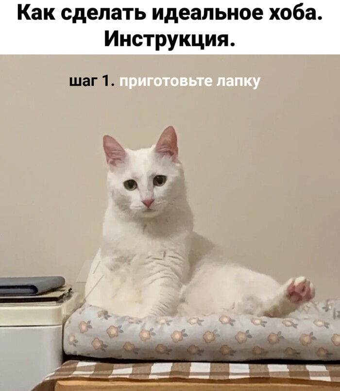 Картинка кот хоба