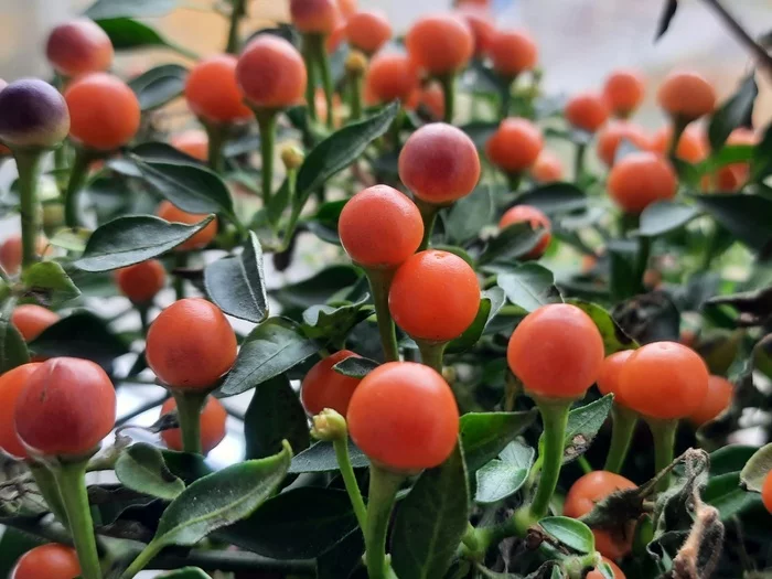 Bright - My, The photo, Mobile photography, Pepper, Berries, Red, Orange, Yellow, Flowers, Longpost