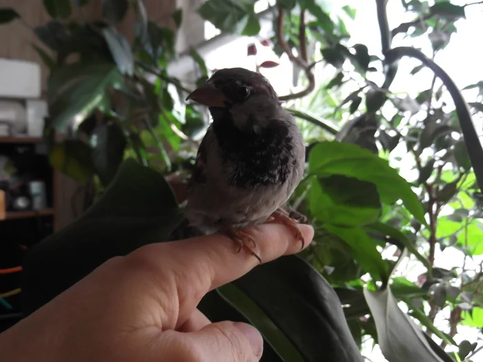 Sex change at the sparrow or live forever, learn forever - My, Milota, Birds, Animals, Sparrow, Funny, Error
