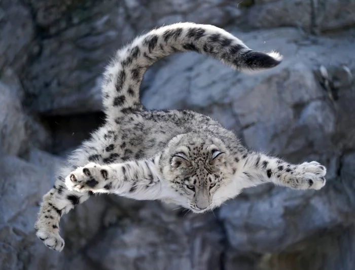 flying cat - Snow Leopard, Cat family