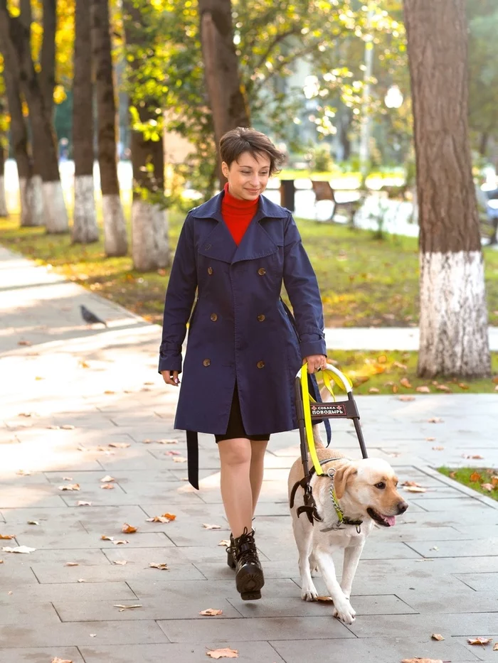 Who can get a guide dog and how to do it? - My, Guide-dog, Dog, Labrador, The blind, Disabled person, Service dogs, Longpost