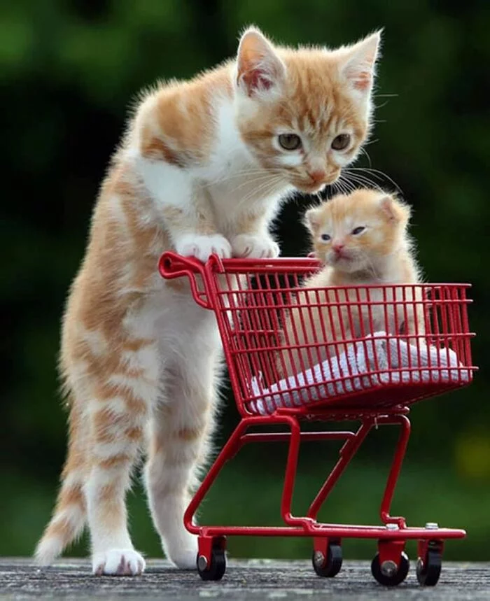 straight from the supermarket - Milota, Pets, Paws, The photo, cat, Redheads