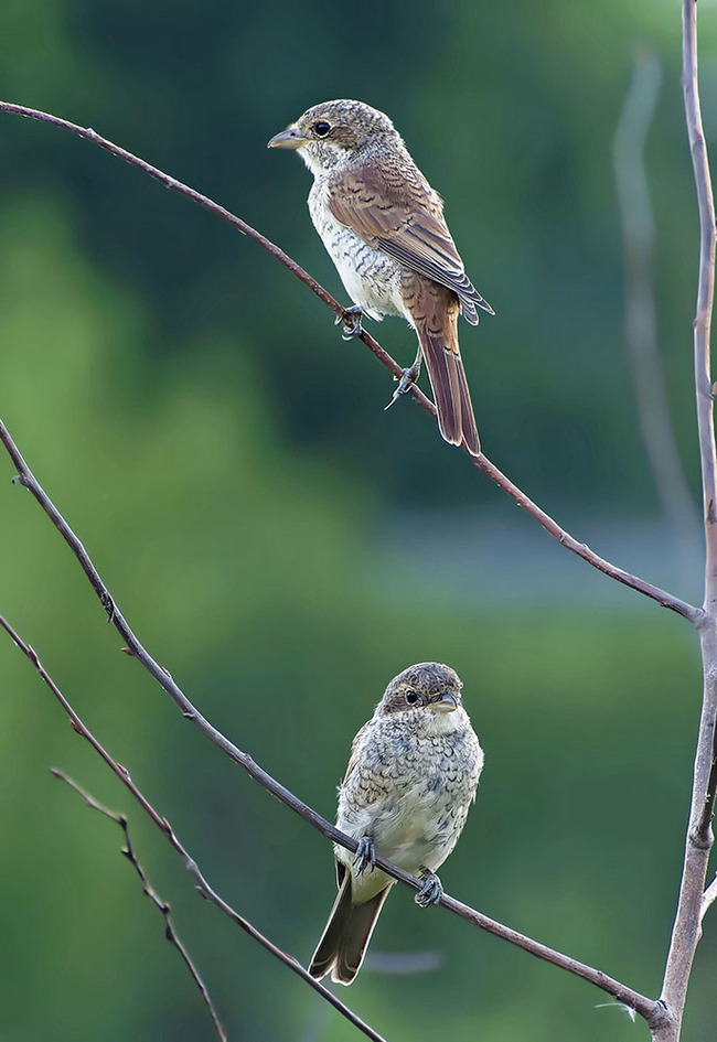 Brother. Two - My, Nature, Photo hunting, The nature of Russia, Birds, Predator birds, Hobby, Shrike