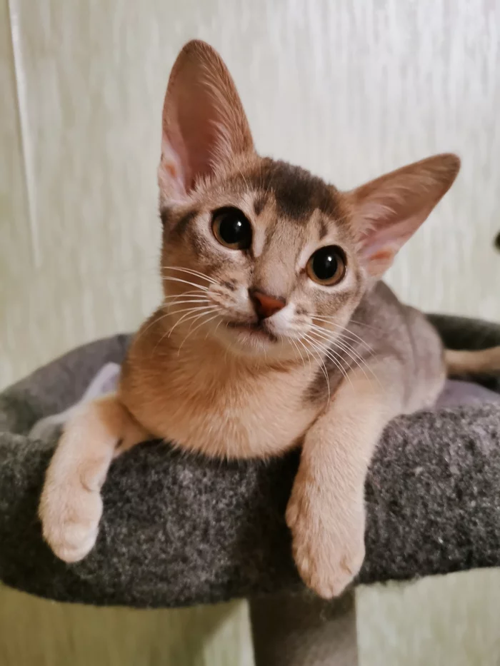 * Didn't post a cat, not a pikabushnik - My, Abyssinian cat, cat, Pets, Longpost