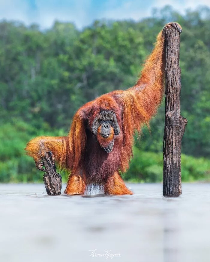 Don't be afraid, it's not deep here - Orangutan, Endangered species, Primates, Monkey, Animals, Wild animals, wildlife, Nature, The photo, River