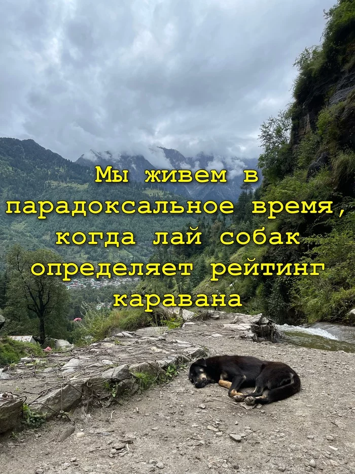 picture of wisdom - Dog, Himalayas, Shanti, Wisdom, Zen, Picture with text