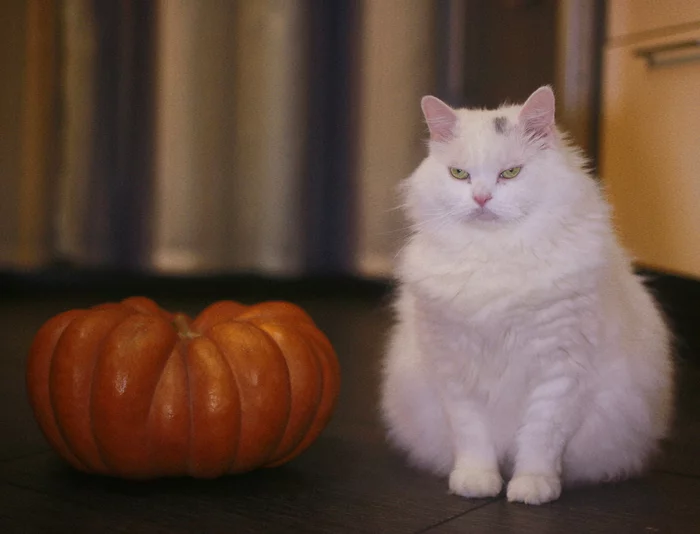 Halloween is coming - My, Pumpkin, cat, Turkish Van, Turkish angora