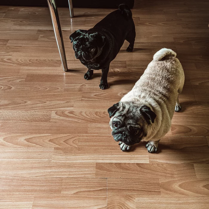 Will you have a minute to talk about our God - the Saturating Stone? - My, Pug, Dog, Friend