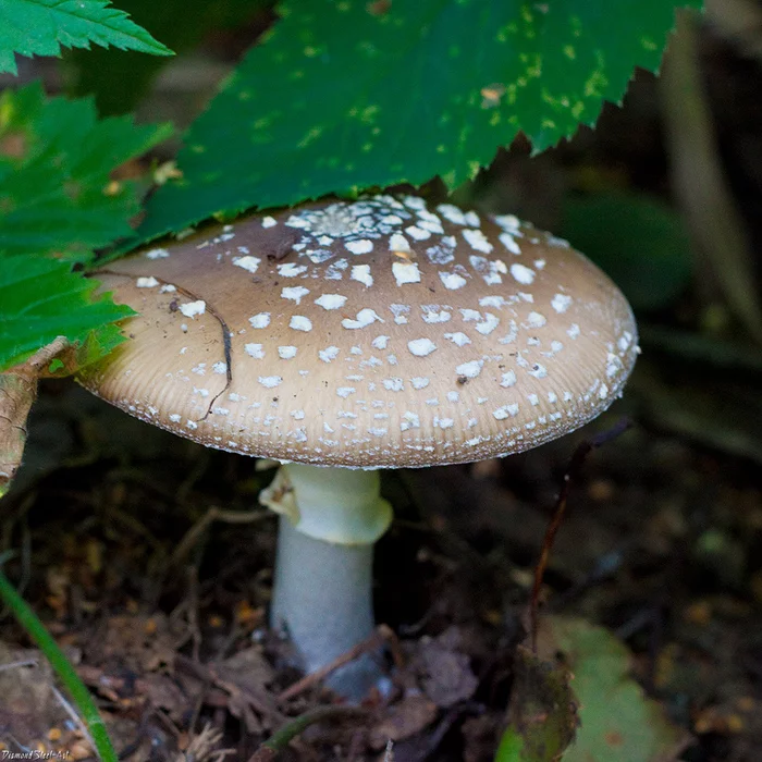 Amanita poisoning (drunk) - My, Fly agaric, Trip-Report, Magic mushrooms