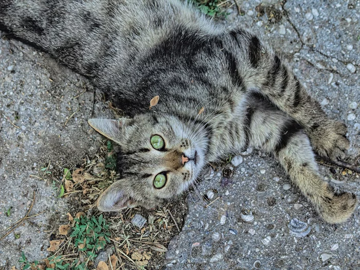 Top view II - My, The photo, Street photography, cat, Evpatoria, Crimea, City walk, Beginning photographer