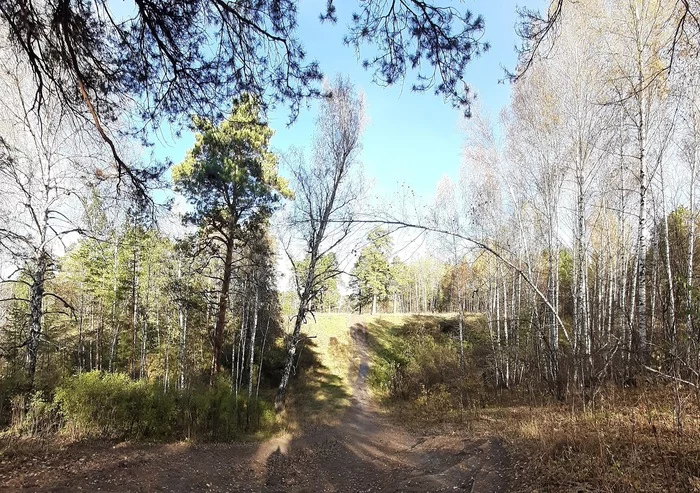 Path in the forest - My, Mobile photography, Autumn, Landscape, Forest, Novosibirsk, Samsung A50, Siberia