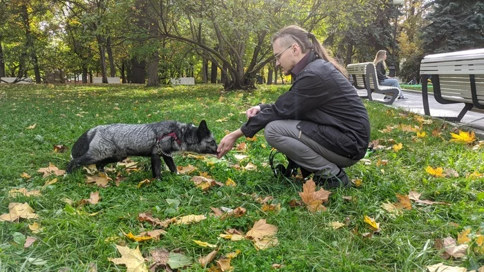 fox feeding - My, Pets, Domestic fox, Moscow, Fox, Animals