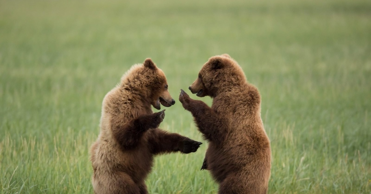 Dancing bear. Танцующий медведь. Медвежонок танцует. Медведь пляшет. Танец медведя.