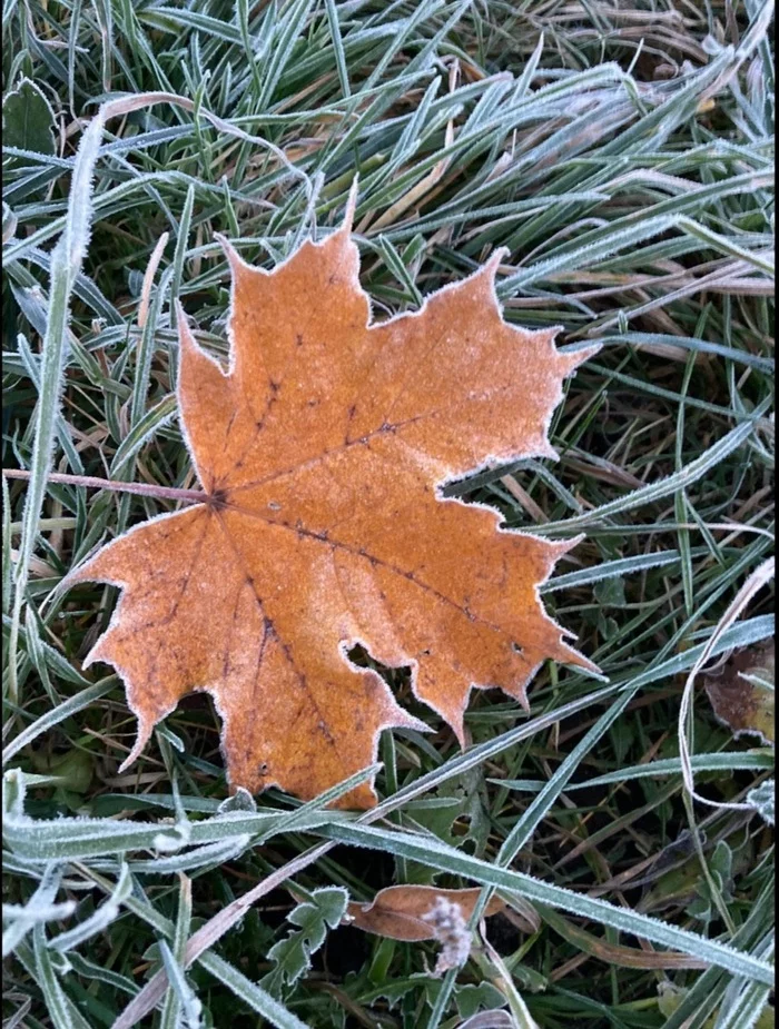 First frosts - My, The photo, Autumn, Frost, Nature