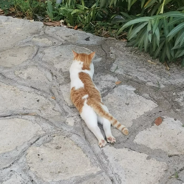 Turkish cat - My, cat, Paws, Fell apart