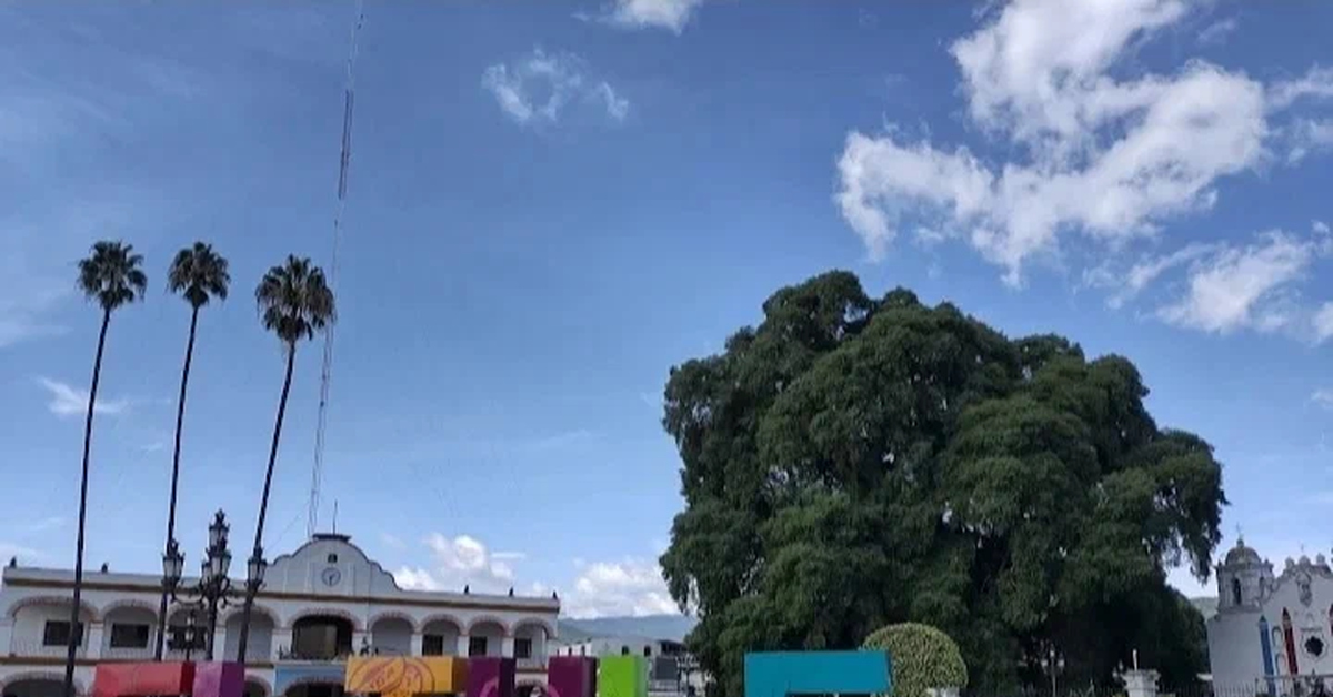 Дерево Туле: Полное «Ahuehuete» | Пикабу