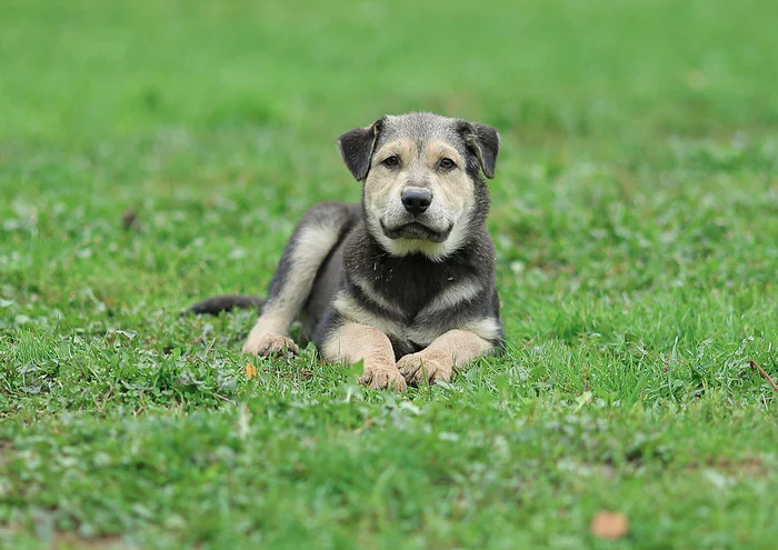 Vicci. Teddy bear, honey and just lovely - My, Shelter, Animal shelter, In good hands, The rescue, Homeless animals, Helping animals, Volunteering, Veterinary, Animal Rescue, Help, No rating, Moscow, Moscow region, Milota, Longpost, Dog, Puppies