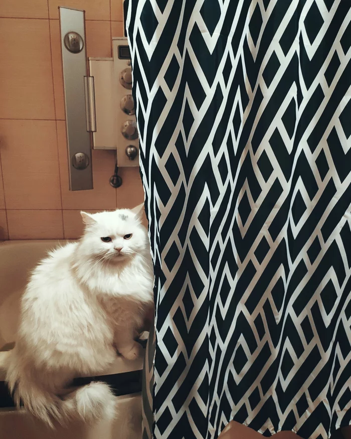 Don't peek! - My, cat, Bath curtain, Turkish Van, Turkish angora