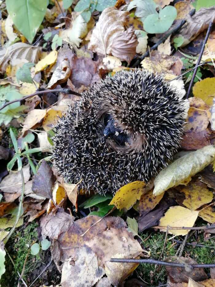 ����� ����