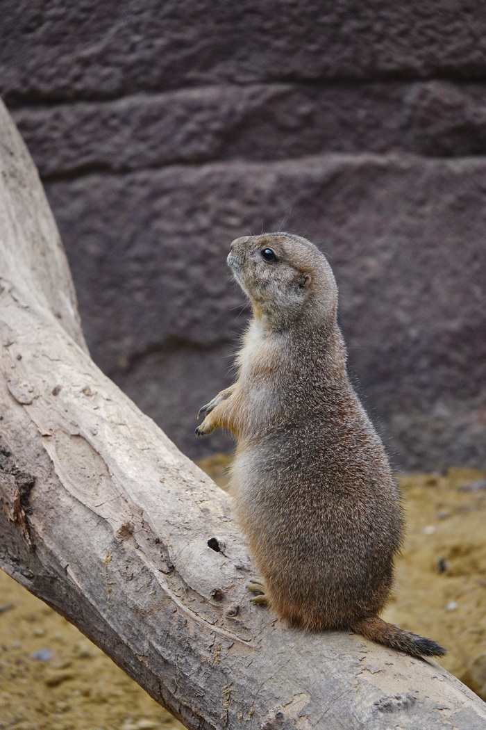Луговая собачка | Пикабу