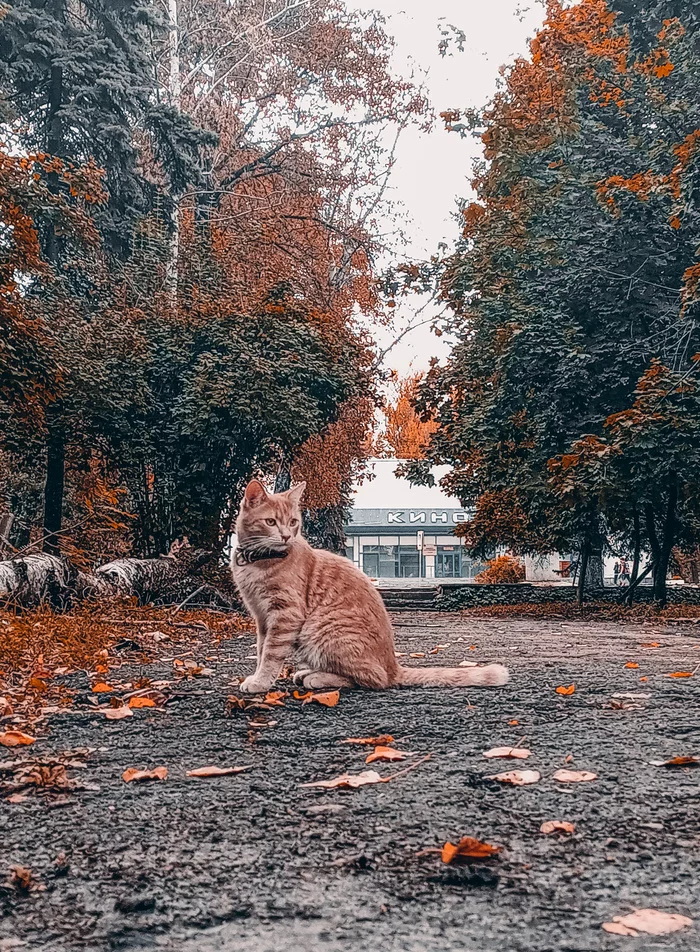 Rusty cat and rusty autumn - My, The photo, cat, Autumn