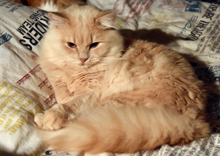 ������ ��������