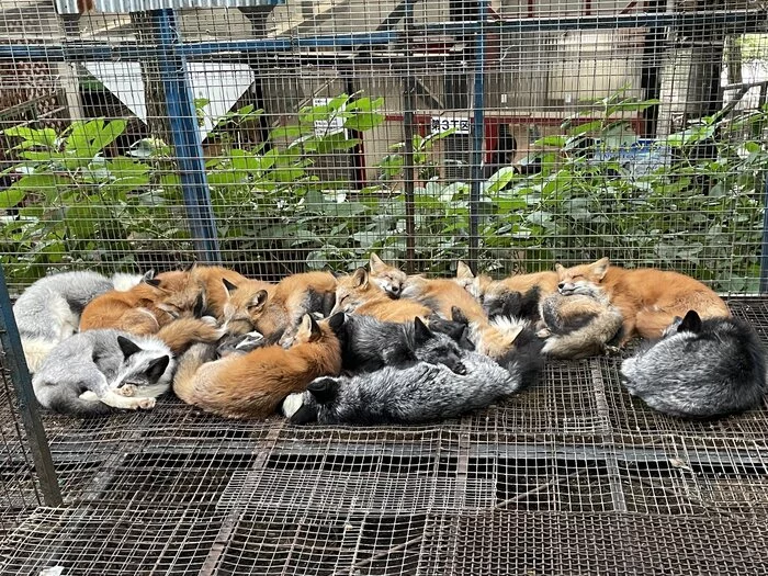 Sleeping multitude... - The photo, Animals, Fox