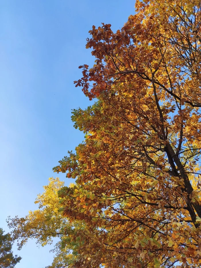 Beautiful autumn - My, Autumn, Autumn leaves, The photo, Landscape