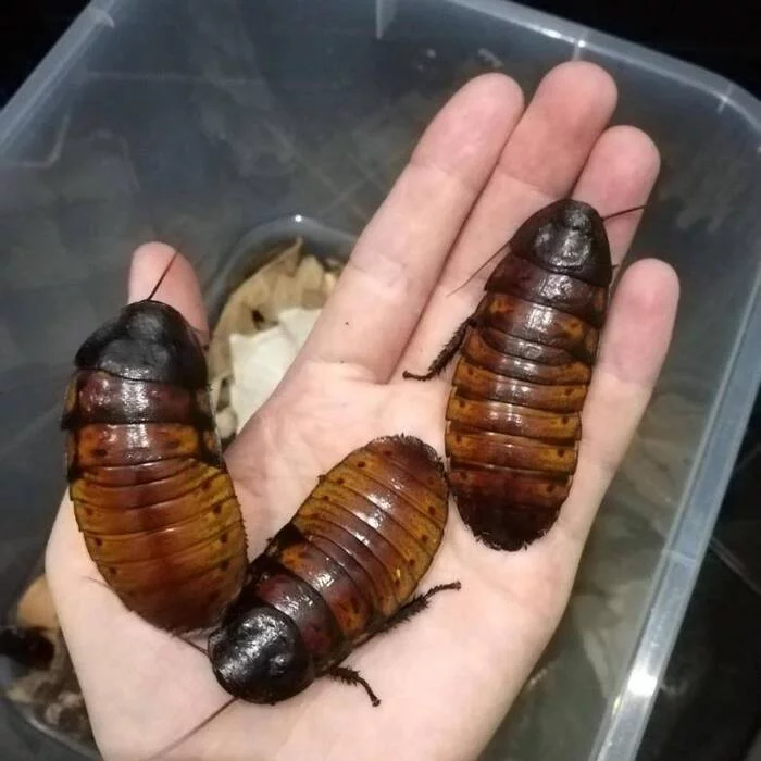 Who would have thought - My, Cockroaches, Plumber, Talk, Oddities