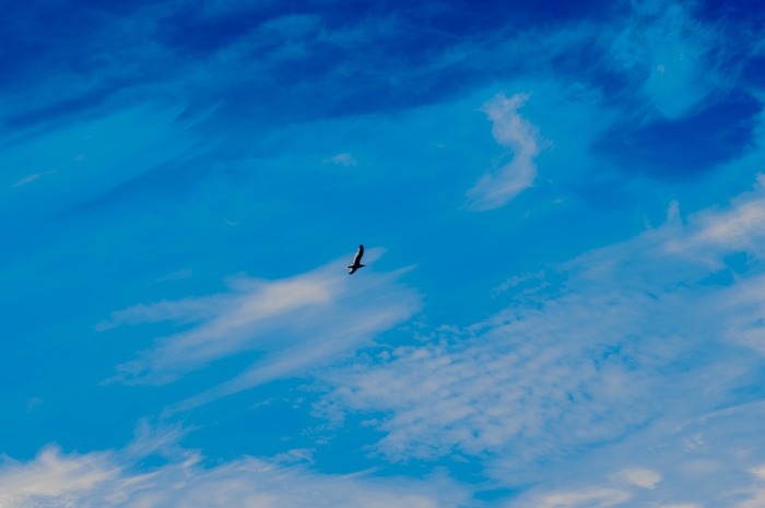 Небо, чайка. Санкт-Петербург 2022 год