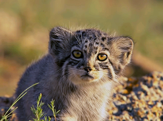 Waiting for mom from the store - Pallas' cat, Pet the cat, Cat family, Small cats, Wild animals, Young, Fluffy, GIF, Kittens