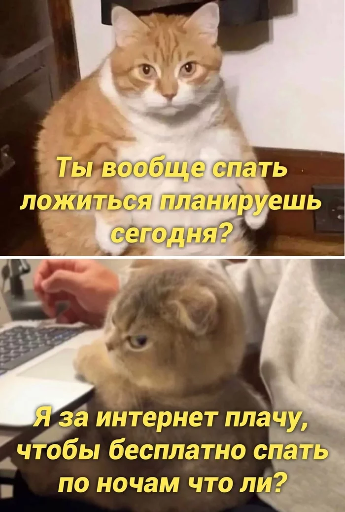 vital - cat, Memes, Picture with text