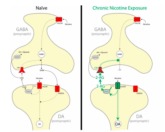 Nicotine and the brain. Principles of work, productivity growth, harm and addiction - My, Brain, The science, Health, Research, Nauchpop, Nicotine, Cigarettes, Longpost