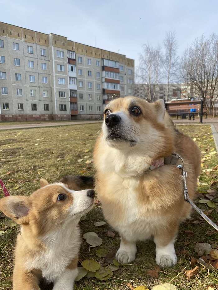 Where do puppies come from 1 - Crossposting, Pikabu publish bot, Text, Longpost, Dog, Corgi, The photo