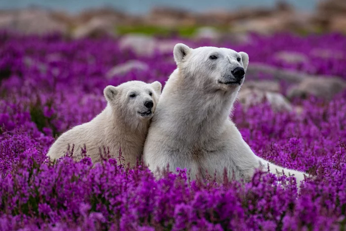 Our meetings with you purple flowers - Polar bear, Teddy bears, Lavender, Flowers, beauty, The Bears, Canada, Manitoba, North America, Wild animals, wildlife, The photo, Around the world, Longpost