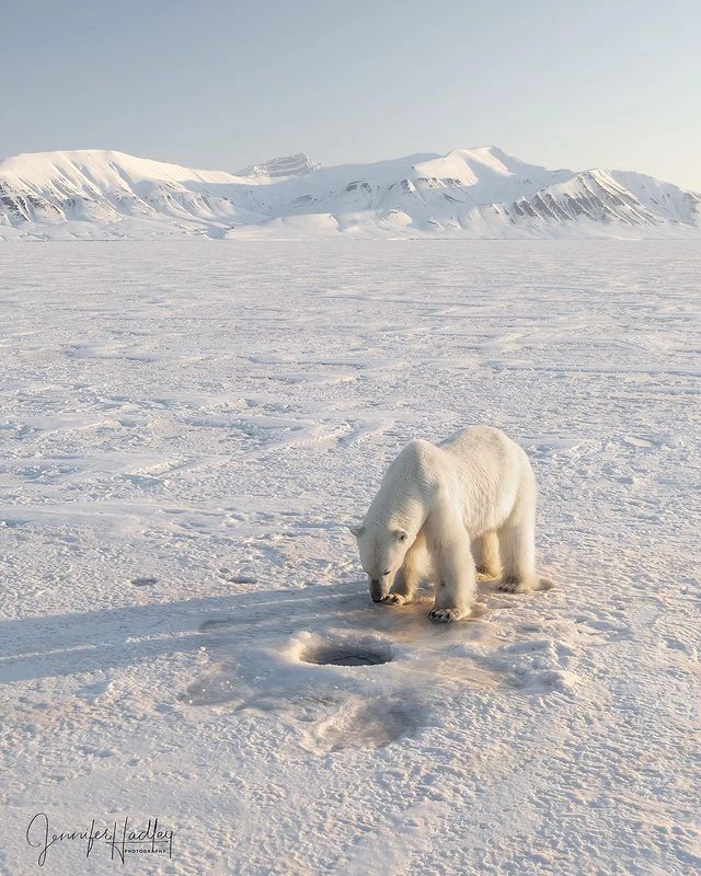 Cover your nose with your paw, it gives you away - Polar bear, Rare view, The Bears, Predatory animals, Animals, Wild animals, wildlife, Nature, Spitsbergen, The photo