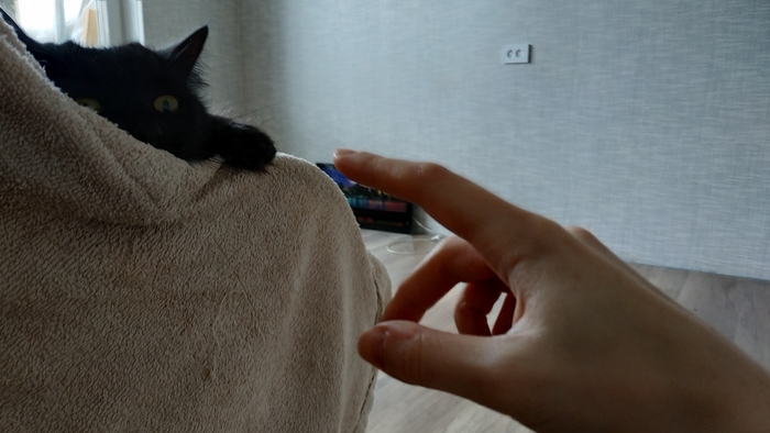 Сотворение кота | Пикабу