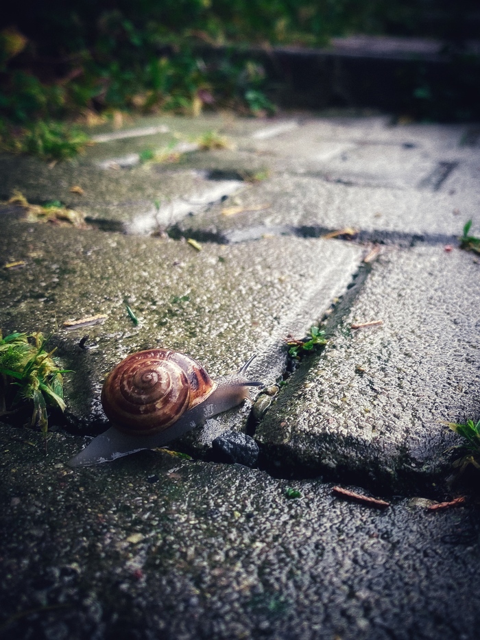  ,    , , , Snapseed, Lightroom, iPhone, iPhone 11