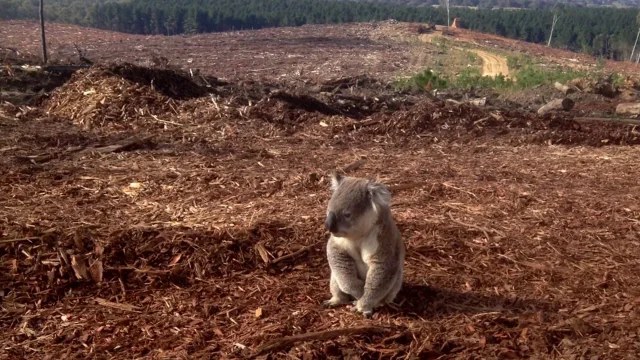Koala in Australia in disarray as lumberjacks cut down her native forest - Animals, Koala, Nature, The photo
