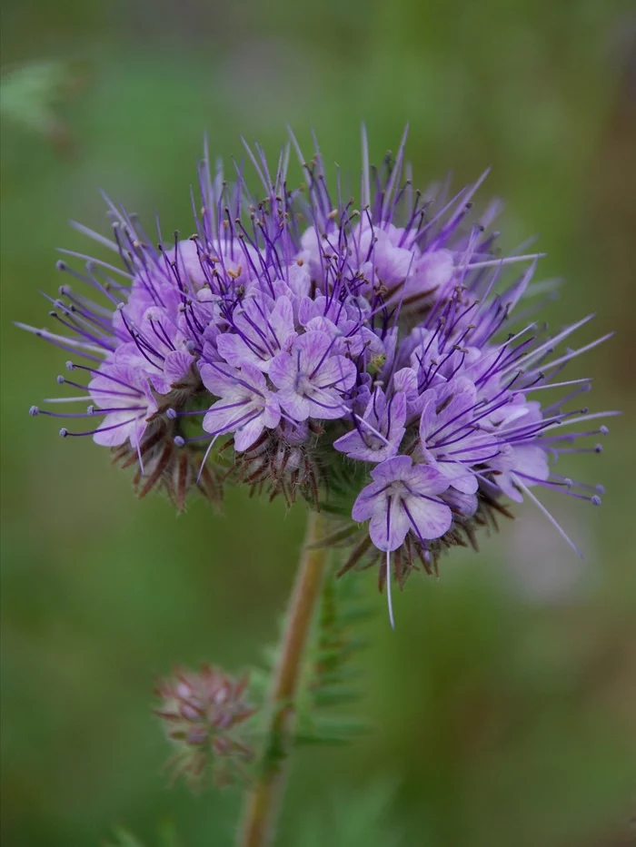 Find a bug) - Green, The photo, beauty, Nature, Live, Plants, Sakhalin, Insects, Жуки, Flowers, My