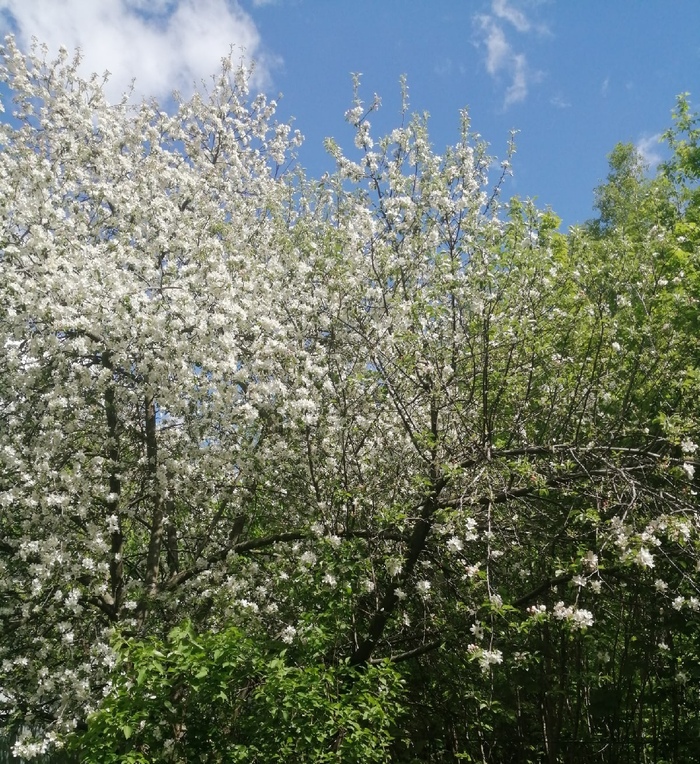 Цветущая Яблоня под окном. Библейское настроение