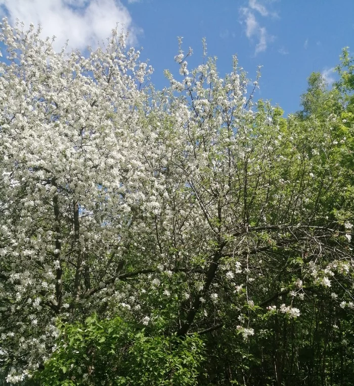 Blooming apple tree under the window. bible mood - My, Apple tree, Flowers, Nature, Mobile photography, Bible, Priests, Mistress, Believers, Believe, Longpost