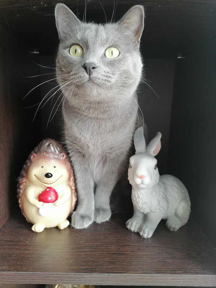 Своя среди чужих