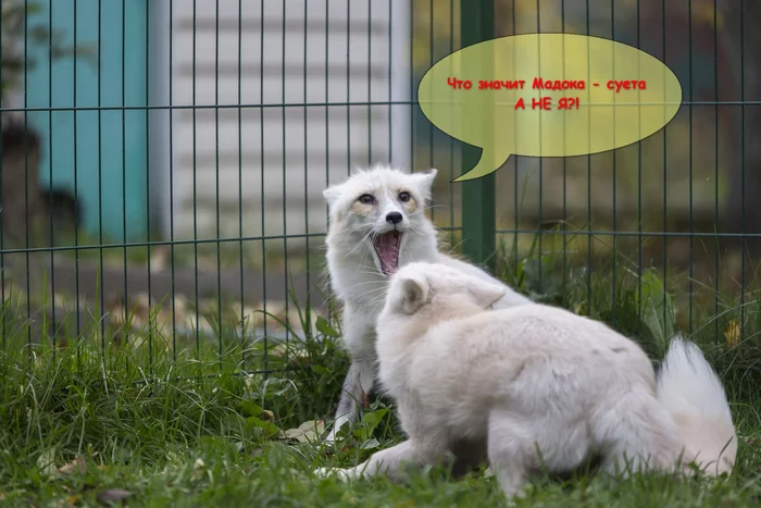 fox memes - Pets, Moscow, Animals, Fox, Domestic fox