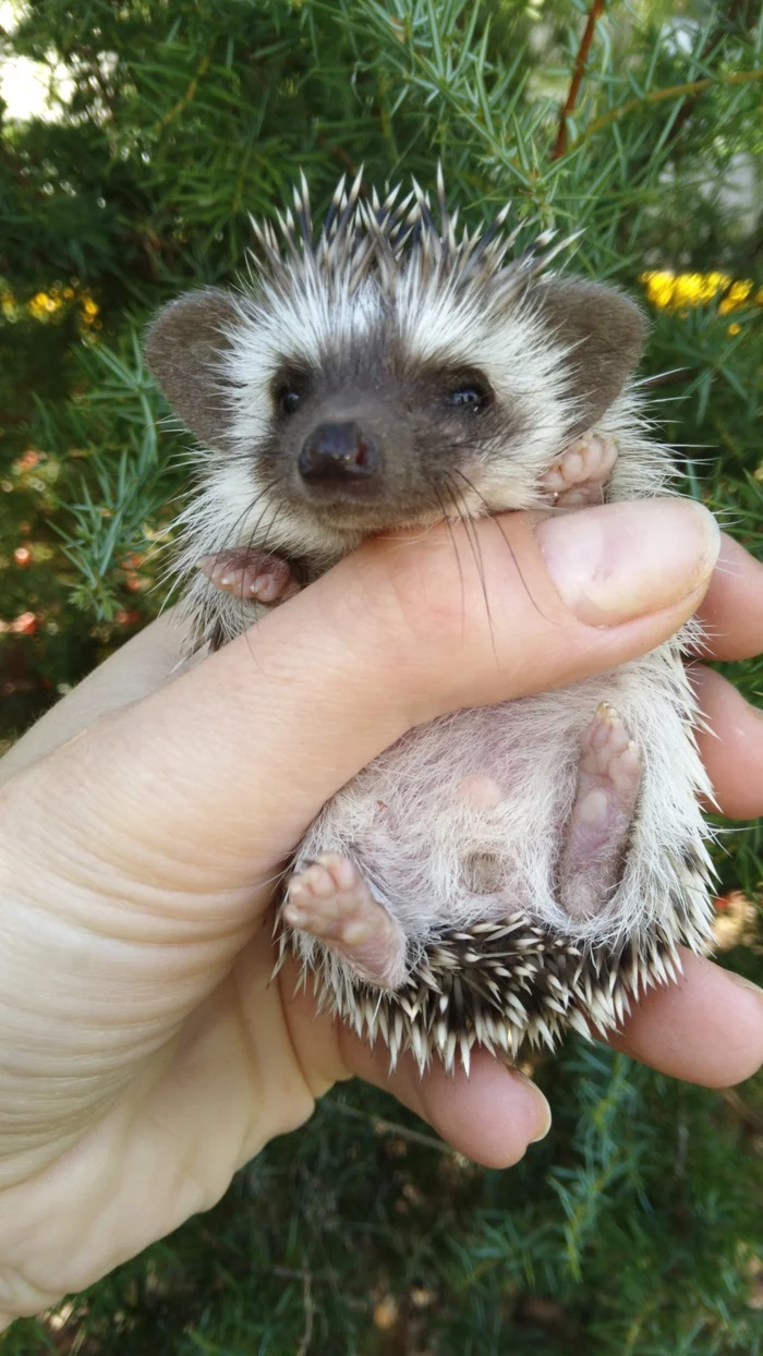 eared hedgehog) - Hedgehog, African pygmy hedgehog, White-bellied African hedgehog