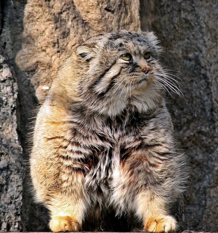 Otocolobus  bipedalis