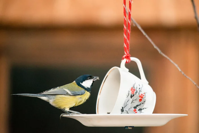 The second life of Soviet porcelain - My, Trough, Tit, Birds, Recycle Art, With your own hands, Longpost