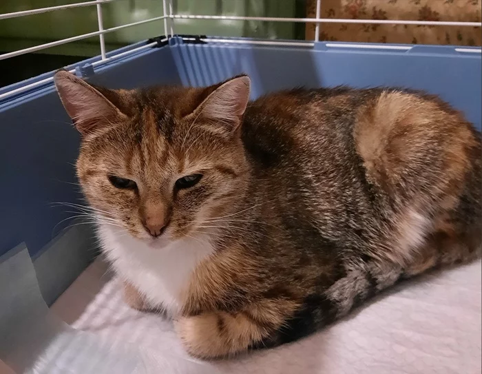 Soft-legged cat is looking for a home. Will she ever get lucky? - My, cat, Pets, In good hands, Helping animals, No rating, Volunteering, Animal Rescue, Longpost, Homeless animals, Help