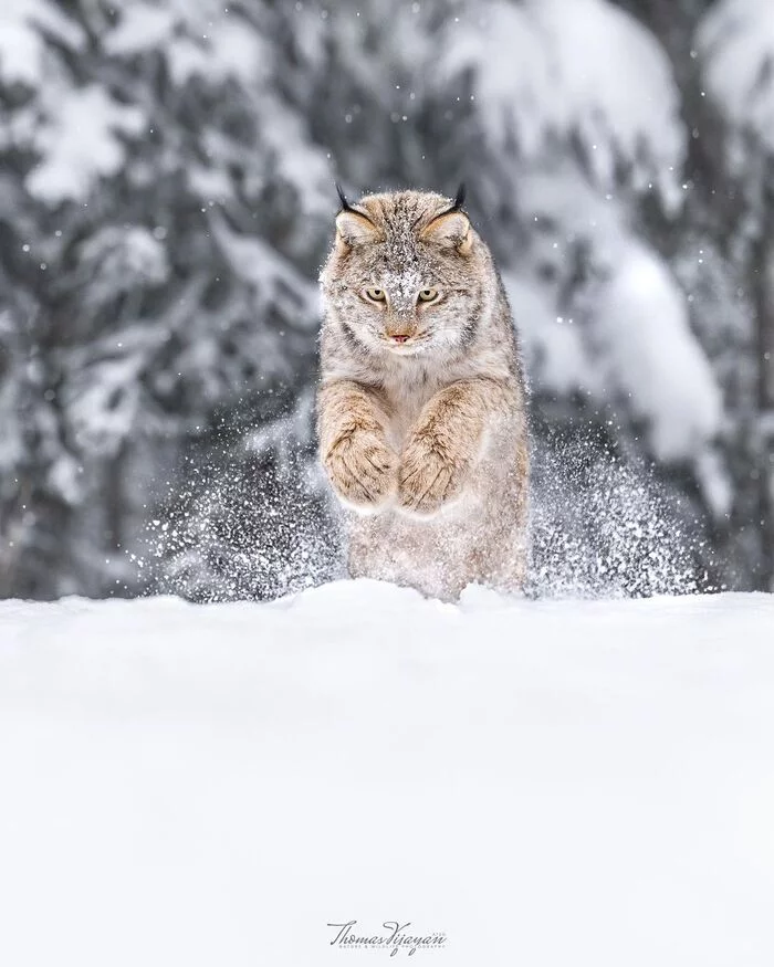Furry reins exploding - Canadian lynx, Lynx, Small cats, Cat family, Mammals, Animals, Wild animals, wildlife, Nature, North America, The photo, Snow